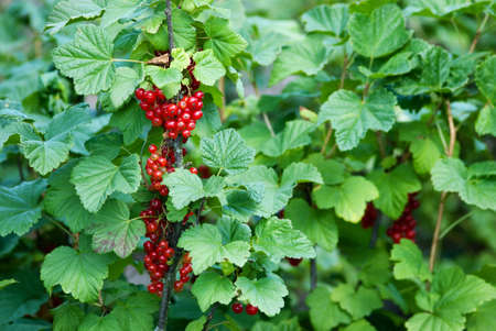 ripe red currant bushの写真素材