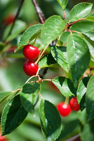 branch of ripe cherries on the tree