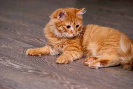 nice and fluffy little ginger kitten lying on the floorの写真素材