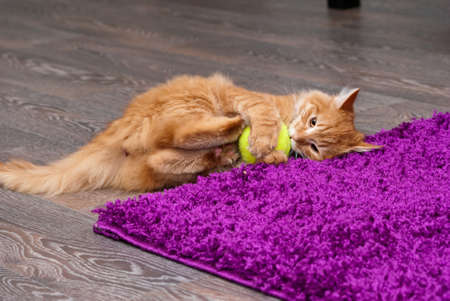 beautiful fluffy little ginger kitten playing with a ballの写真素材