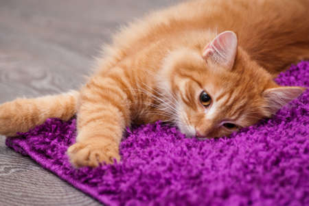 beautiful little fluffy kitten lying on a carpetの写真素材
