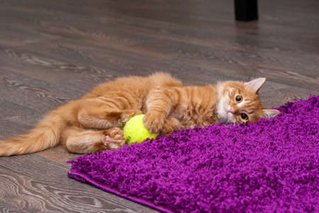 nice and fluffy little ginger kitten playing with a ballの写真素材
