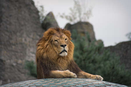 a big wild red lion lies on the stonesの写真素材