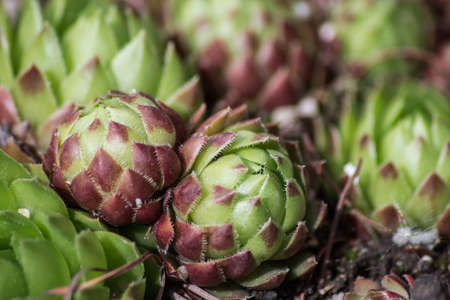 decorative green stone rose flower close-upの写真素材