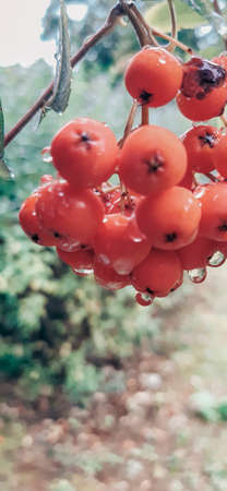 macro branch of rowan in the rain in the fall on the street