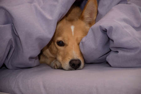 red dog nose peeking out from under the blanketの写真素材