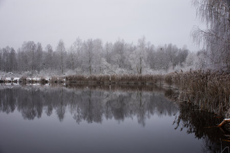 Winter frosty landscape: the shore of the lake and dry reeds and the forest in the distance in the snow.の写真素材