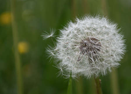 wild white flower dandelion on green meadowの写真素材