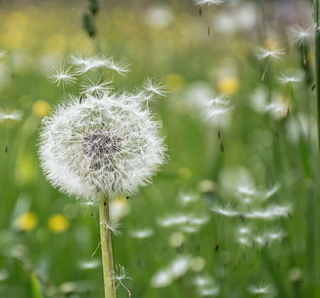 dandelion flowers flying in the wind