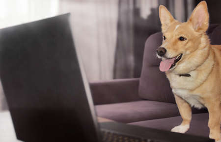 ginger dog at home on the couch looking at laptopの写真素材