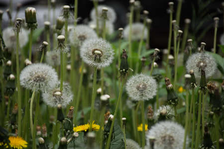 natural background of dandelion flowers in summerの写真素材