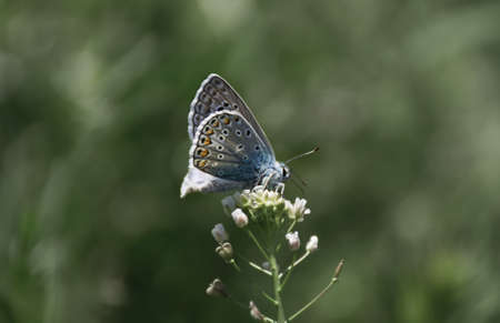 blue butterfly on a flower on a clear day against a background of green grassの写真素材