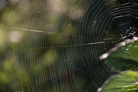 cobweb texture in bright autumn day on foliage background with sunny bokeh