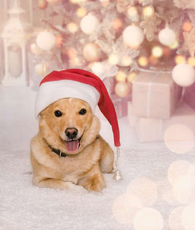 cute ginger dog in a red christmas hat lies under the treeの写真素材