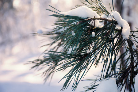 snow on the tree on a winter day as backgroundの写真素材