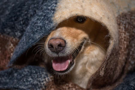 peeping out the nose of a red dog from under a warm blanket in autumn and winterの写真素材