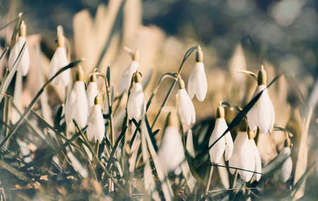 the first spring, tender, white, snowdrop flower. soft focus.の写真素材
