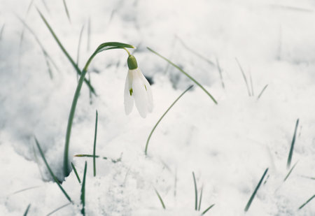 the first spring, tender, white, snowdrop flower. soft focus.の写真素材