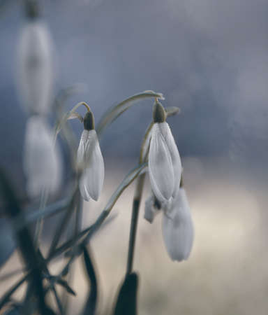 the first spring, tender, white, snowdrop flower. soft focus.の写真素材