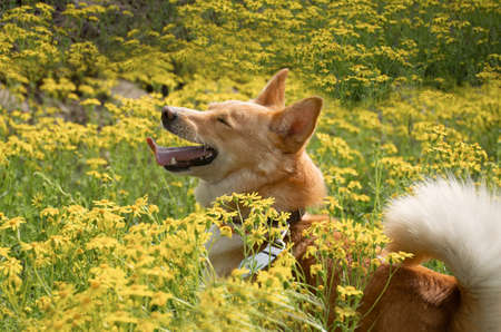 happy red dog walks in the grass and flowers in nature on a spring dayの写真素材
