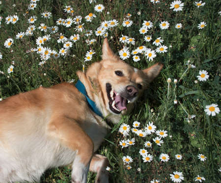 happy red dog wallows in the grass and daisies in nature on a spring dayの写真素材