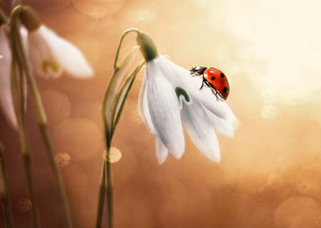 ladybug crawls on a white snowdrop flower in spring, under the rays of the sunの写真素材