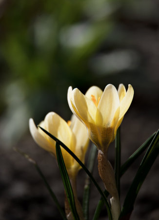 beautiful spring yellow crocus flowers in the garden