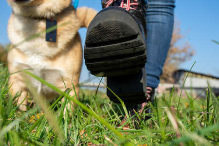 a man takes a step on the grass walking a red dog