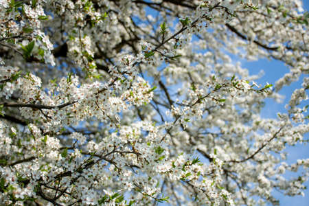 blooming bright, delicate white branches of fruit trees against a blue sky