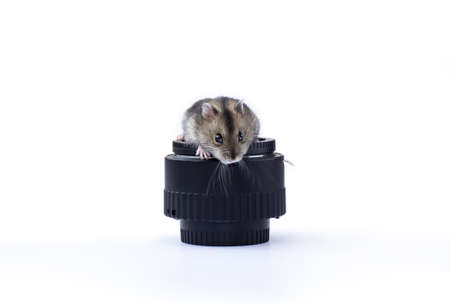 djungarian hamster sits on a photo lens isolated on a white background.の写真素材