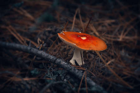 red mushroom russula close up. autumn time in the forestの写真素材