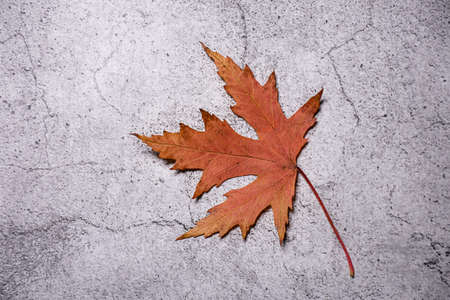 one maple autumn red leaf on concreteの写真素材