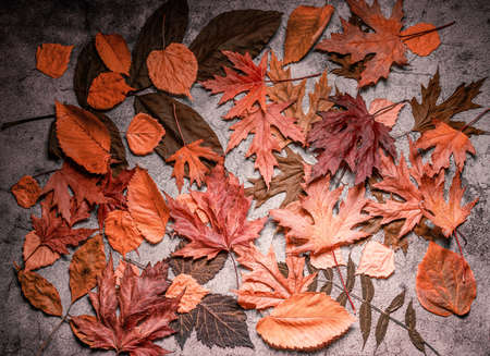 different autumn leaves on asphalt as a background