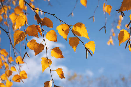 yellow autumn leaves on a tree against the sky