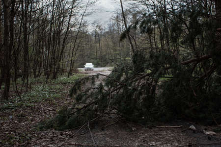 tree felled by a hurricane on the road in front of the carの写真素材