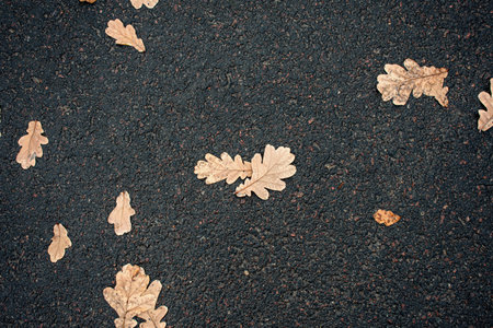 pattern autumn wilted leaves in raindrops on gray wet asphalt.