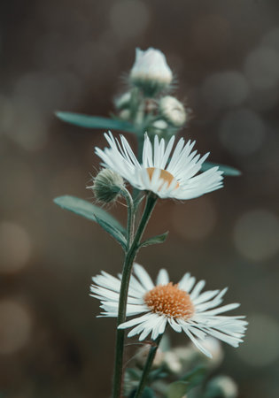 beautiful field daisies on an autumn day, for design and background