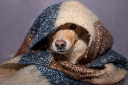 cute red dog warming up in autumn in a warm woolen plaidの写真素材