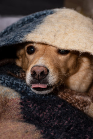 cute red dog warming up in autumn wrapped in a warm woolen blanket and teasing with tongueの写真素材