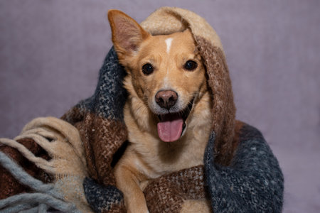 portrait of a cheerful ginger puppy wrapped in a woolen warm blanket in autumnの写真素材