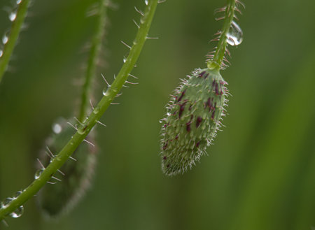 poppy flower bud with raindrops close up on green backgroundの写真素材