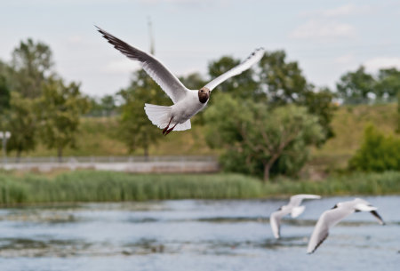 flying seagull over the water against the background of trees.の写真素材