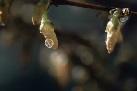 spring swelling buds in raindrops on a tree branchの写真素材