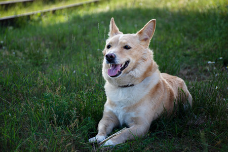 happy red dog lies in the meadowの写真素材