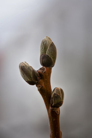 the beginning of spring. buds bloom on a tree branch. close upの写真素材
