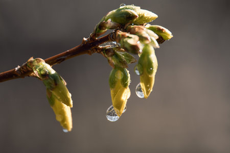 yellow flower buds on a branch in raindrops as a spring backgroundの写真素材
