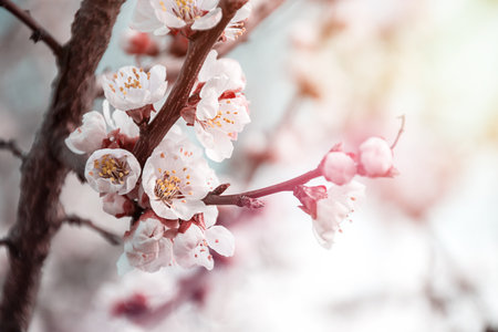gentle spring blooming background in sunlightの写真素材