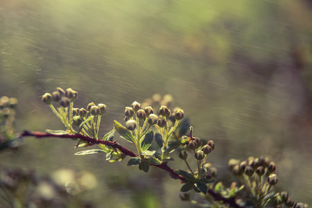 flower buds on a branch in the rain during the day on the streetの写真素材