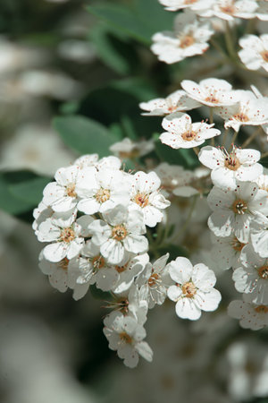 blooming white wedding bush on a sunny warm dayの写真素材