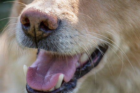 dog mouth with teeth close upの写真素材